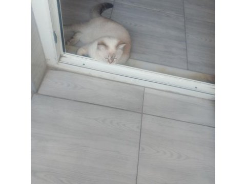 8 aylık mila