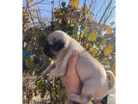 Yavru pug yavrularımız
