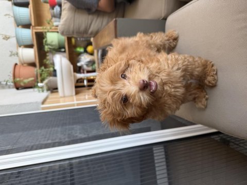 Satılık maltipoo yavru