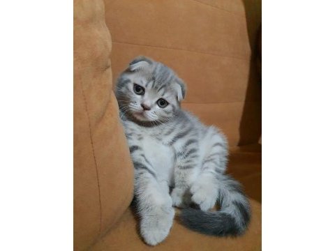 Scottish fold dişi