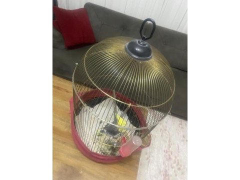 Erkek sultan papağanı kafesli