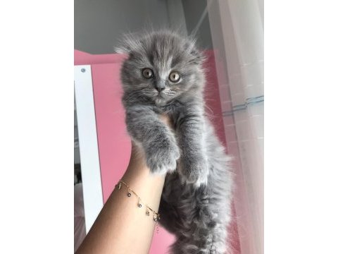 Scottish fold longhair dişi