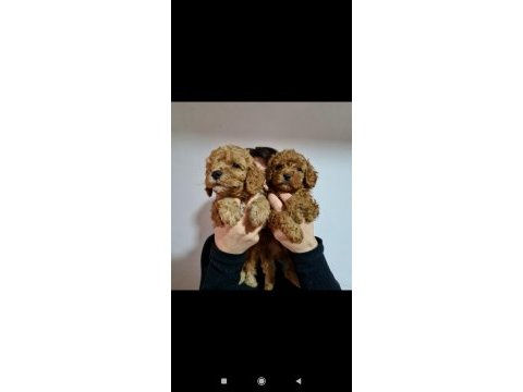 Apricot dişi erkek poodle yavrularımız