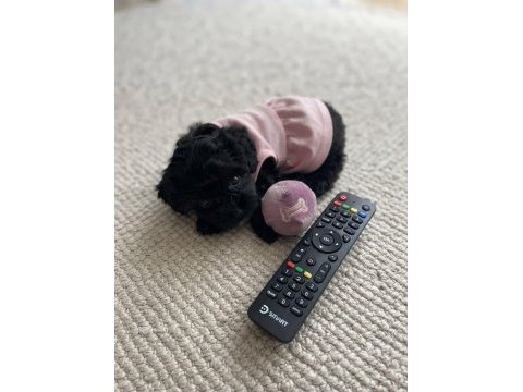 Siyah maltipoo yavrular