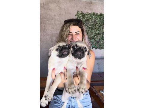 Sevimli zeki ırk pug