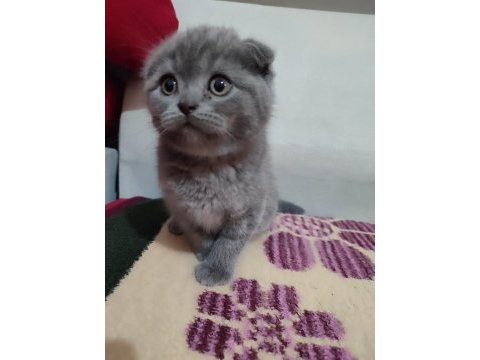 A kalite sıfır kulak scottish fold
