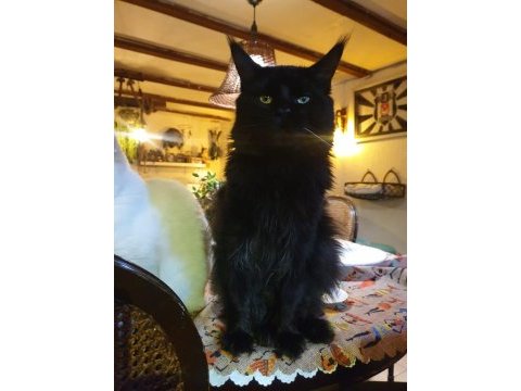 Xxl boy maine coon yavruları