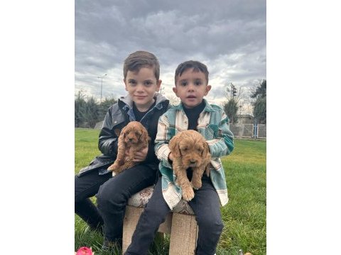 Toy poodle yavrular
