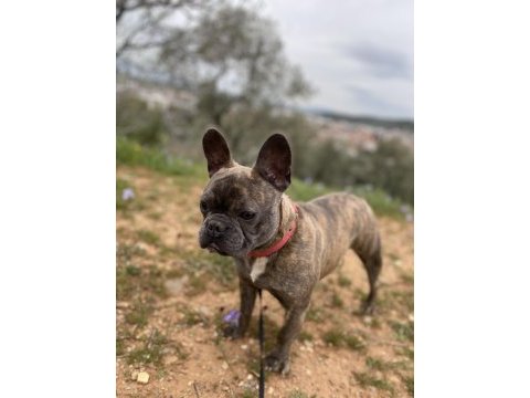 1 yaşında french bulldog dişi