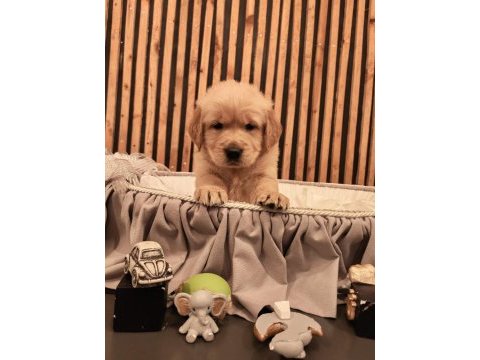 Baby face safkan golden retriever yavruları