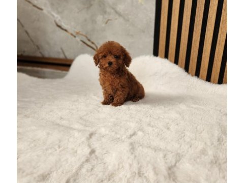 Toypoodle  yavrularımız 