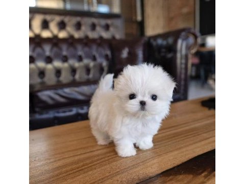 En küçük boyu mikro kore maltese terrier