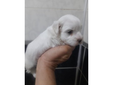 0 numara maltese bebeklerimiz