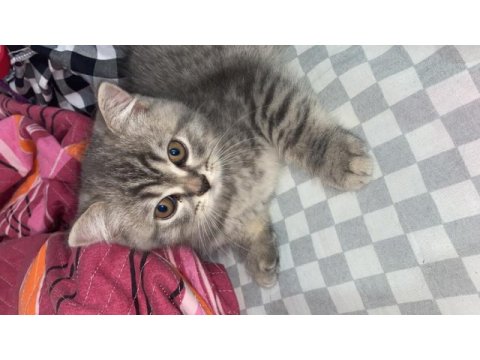 British shorthair yavrular