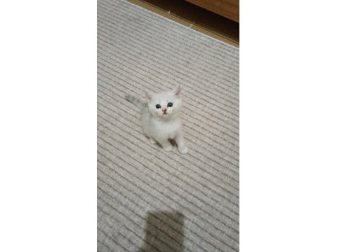 British shorthair dişi silver shaded