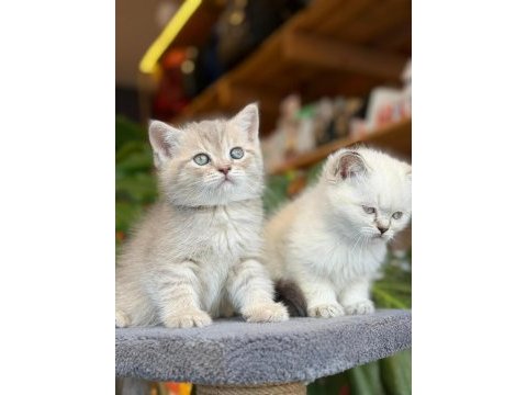 Sağlık ve ırk garantili british shorthair