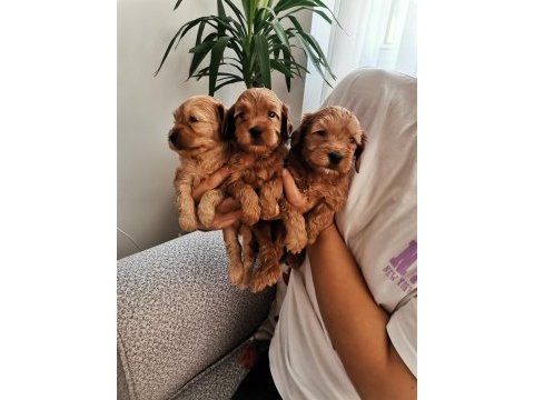 Anne altından rezerveye açık maltipoo yavrularımız