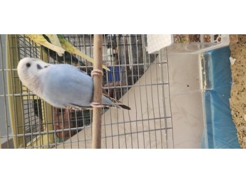 10 aylık kızgın dişi muhabbet kuşu