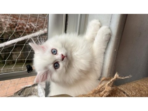 British longhair bebişler