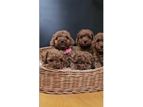 Kızıl toy poodle bebekler yuva bekliyor