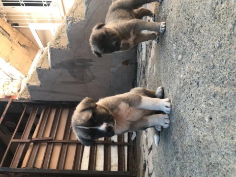 Dişi ve erkek kangal çift kaçırma derim bi aramanda şans var