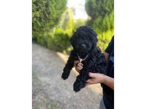 Lekesiz black poodle a kalite