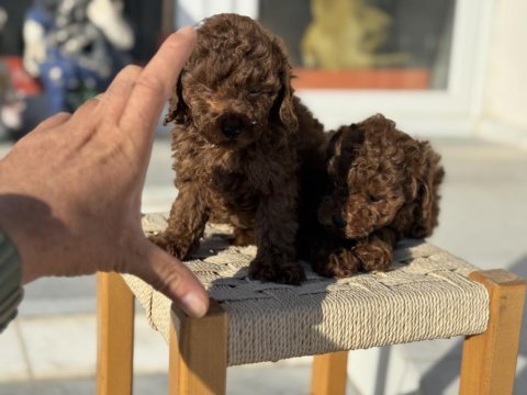 Petmode köpek çiftliğinden tea cup kore poodle 