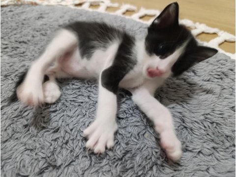 3 yavru kediye yuva arıyoruz