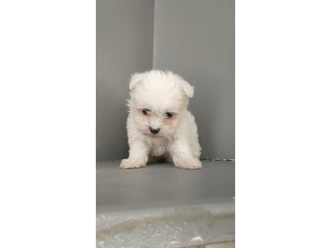 Harika maltese bebekler