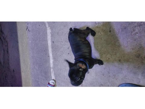 Güzel french bulldog oğlumuzun sahiplendireceğiz