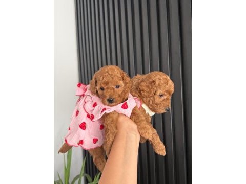 45 günlük toy poodle dişi yavrumuz