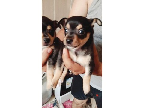 Orjinal pinscher yavruları