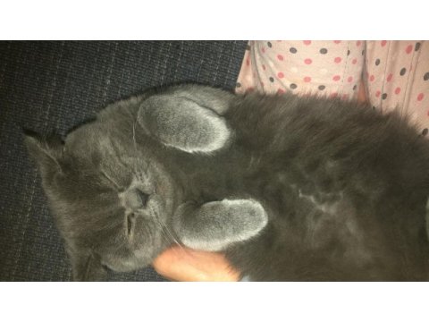 10 aylık erkek british longhair