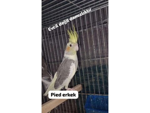 Sultan papağanı yavru ve damızlık kuşlar