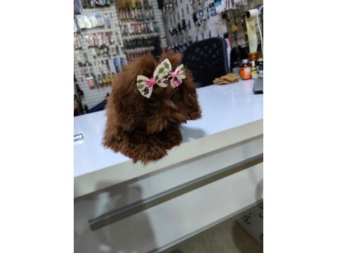 Toy poodle köpekler