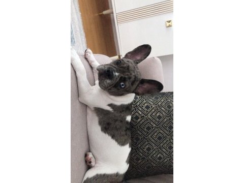 11 aylık blue marle pied çift göz renkli french bulldog