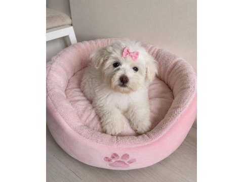 Maltese terrier yavru