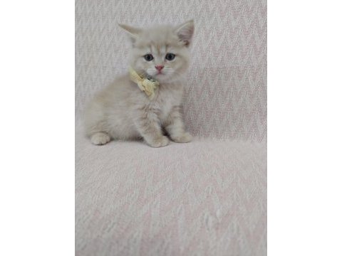 British shorthair sağlıklı güzel bakılmış yavrular