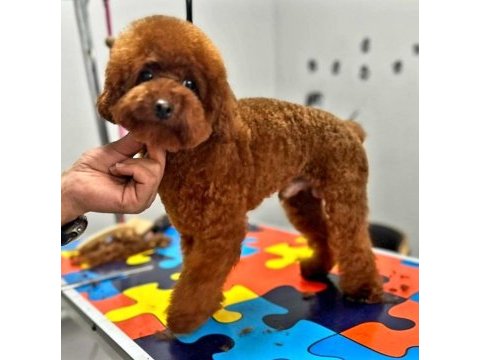 Toy poodle yavrularında son nokta