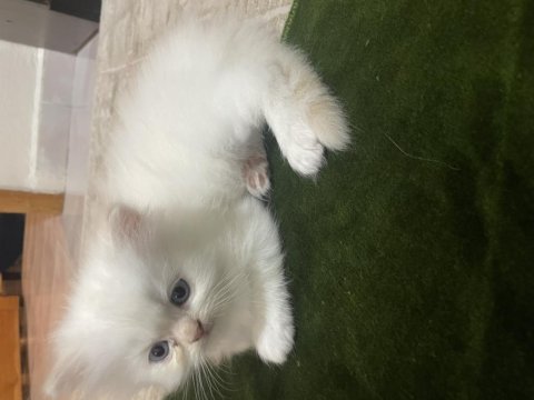2 aylık iran kedisi