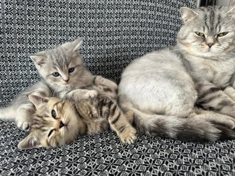 British shorthair bebekler, %100 ırk garantisi