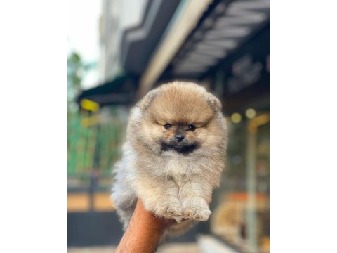 Pomeranian yavrularımız sizlerle