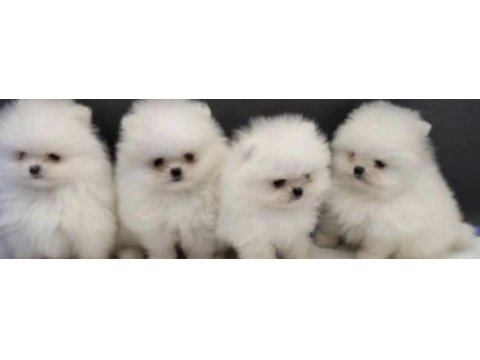 Pomeranian boo yavruları