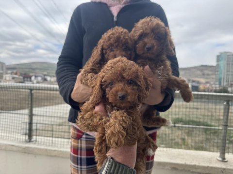 Petmode köpek çiftliğindr ziyarete açık toy poodle