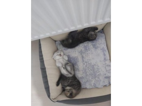 Scottish fold