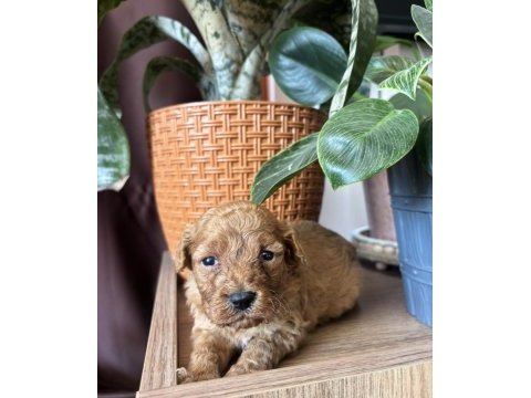 Tüm türkiyeye safkan toy poodle yavru