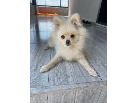 Pomeranian boo 5 aylık