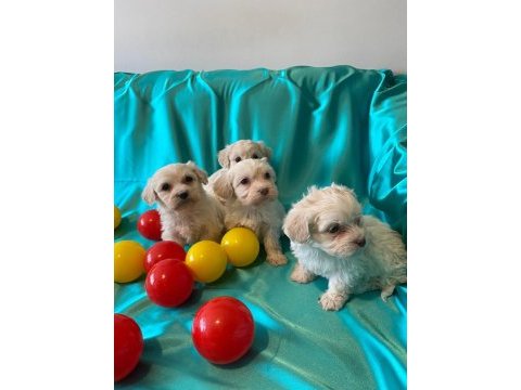 A kalite maltese terrier yavrularımız 