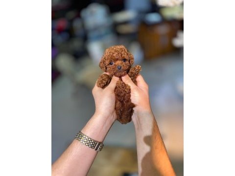 Toy garantili poodle bebekler