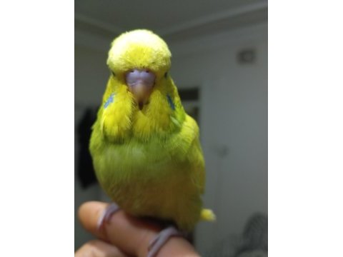 Yavrulu şov jumbo muhabbet kuşu